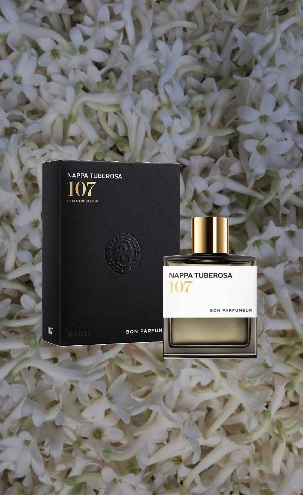 Nappa Tuberosa 107